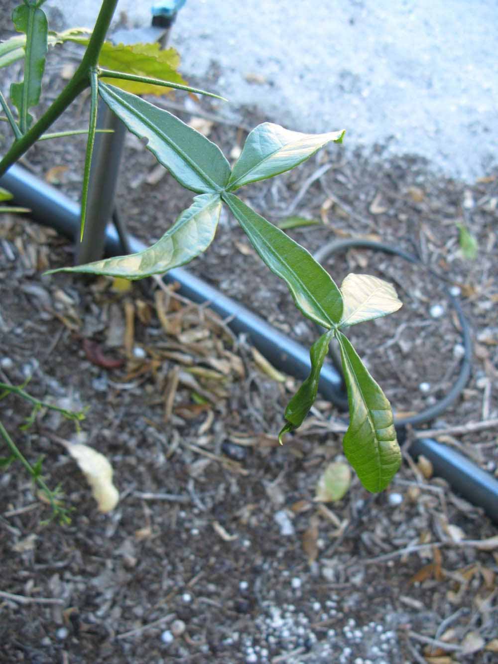              Rachis (Winter Haven, FL)       